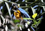 nariva009-macaw2.jpg