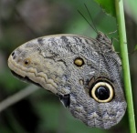 nariva015-butterfly1.jpg