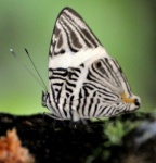 nariva016-butterfly2.jpg
