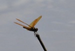 nariva018-dragonfly1.jpg