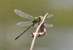 nariva019-dragonfly2.jpg