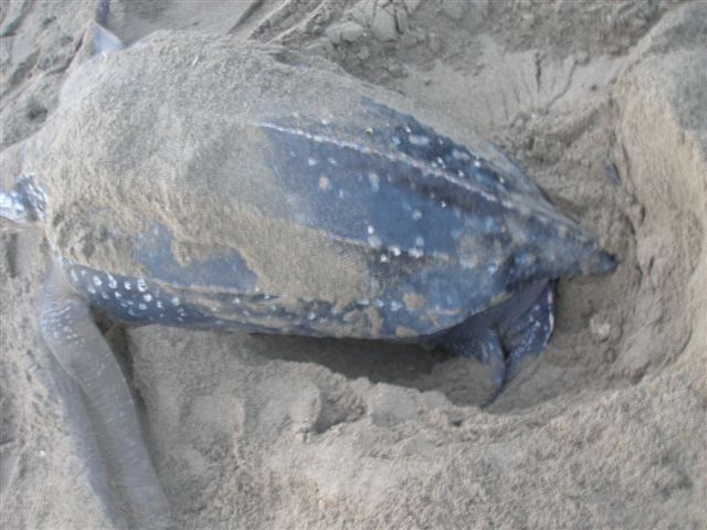 Zoom in Grande_Riviere_2_Arjumand_lg.jpg