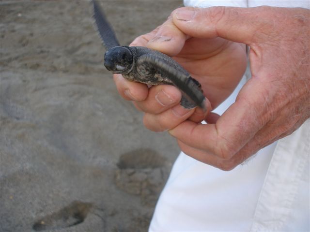 Zoom in Grande_Riviere_3_Arjumand_lg.jpg